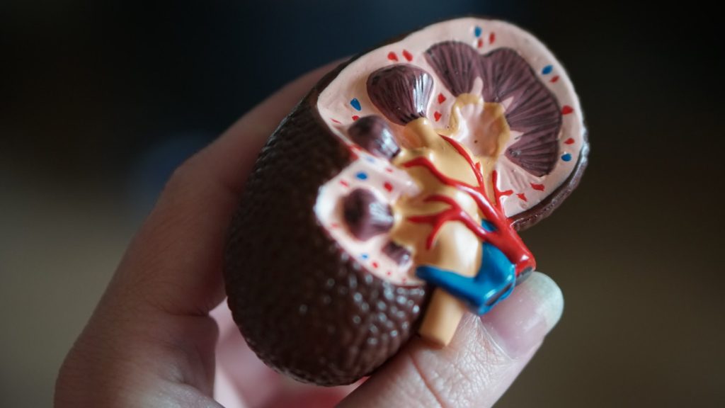 kidney scale model in hand