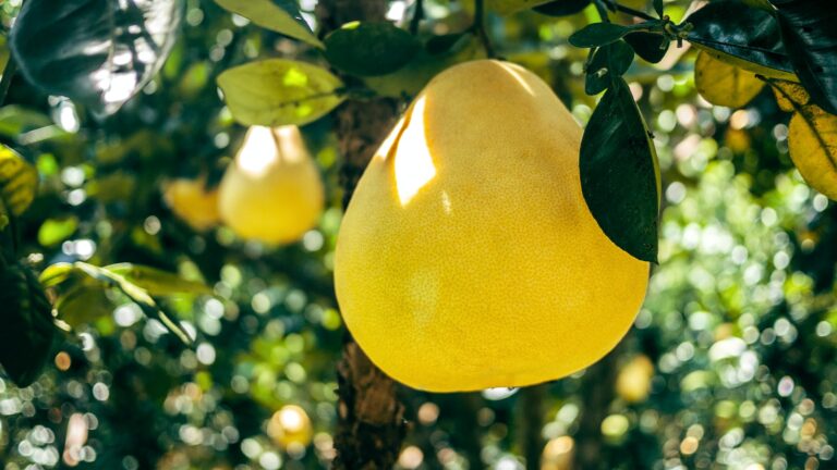 a pomelo hanging on a tree